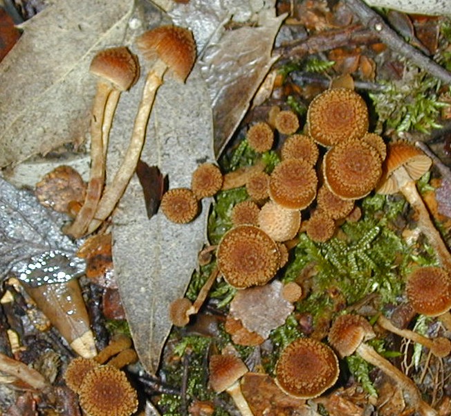 Squarrosa ?