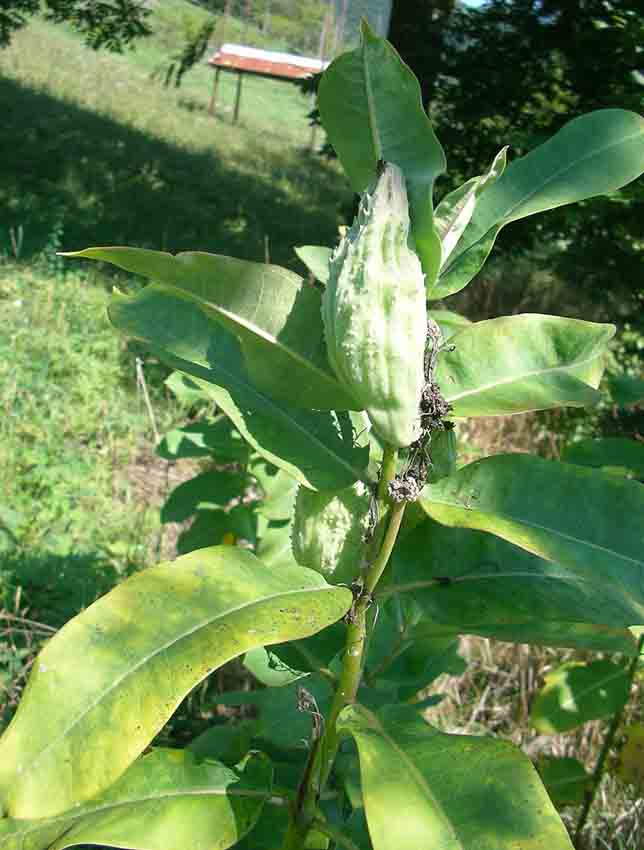 Asclepias syriaca e Vincetoxicum hirundiniana