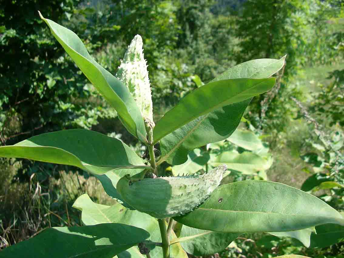 Asclepias syriaca e Vincetoxicum hirundiniana