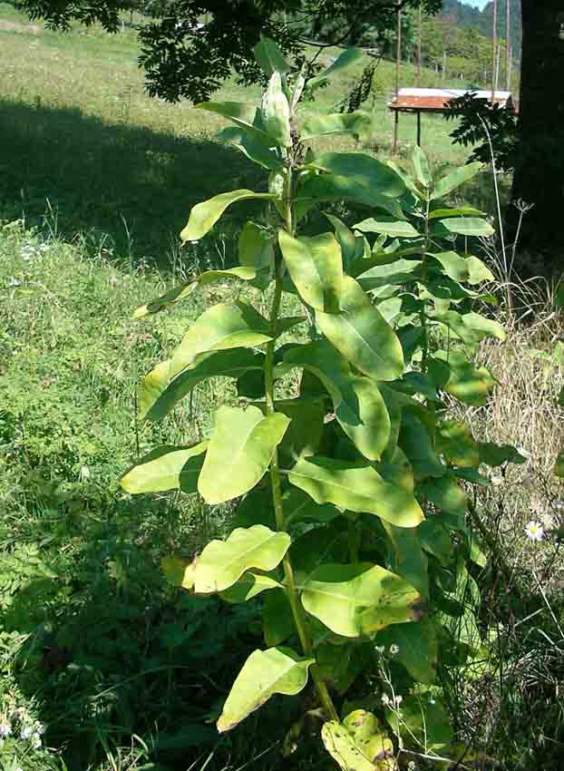 Asclepias syriaca e Vincetoxicum hirundiniana