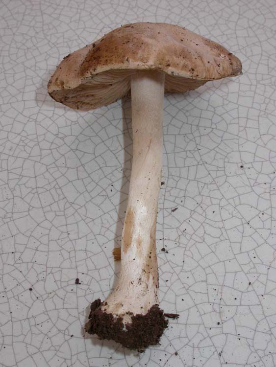 vari funghi da determinare