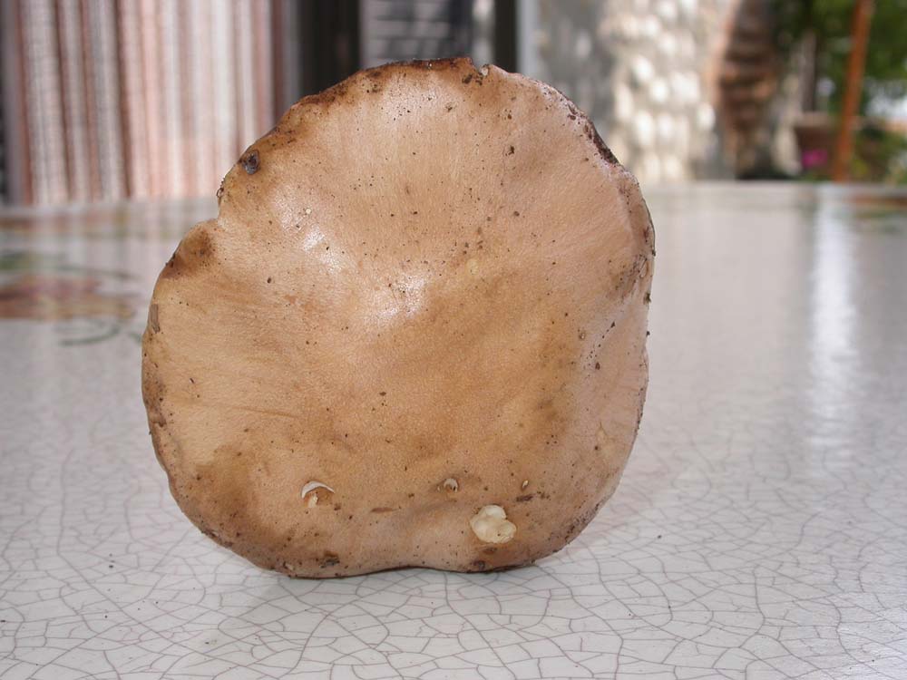 vari funghi da determinare