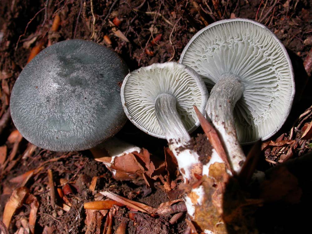 vari funghi da determinare