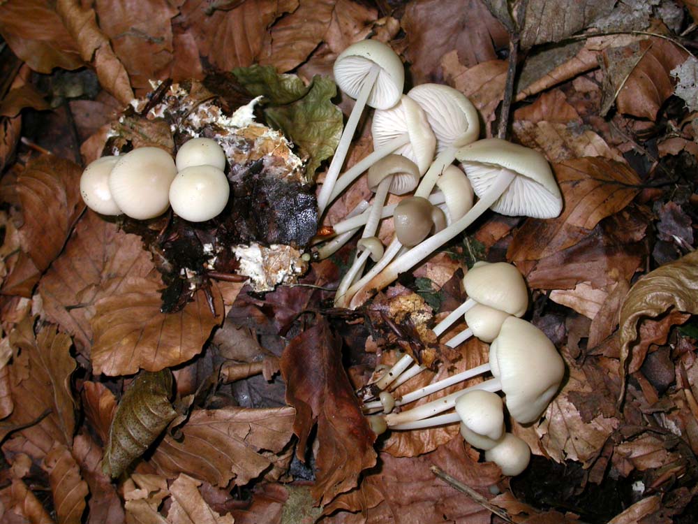 vari funghi da determinare