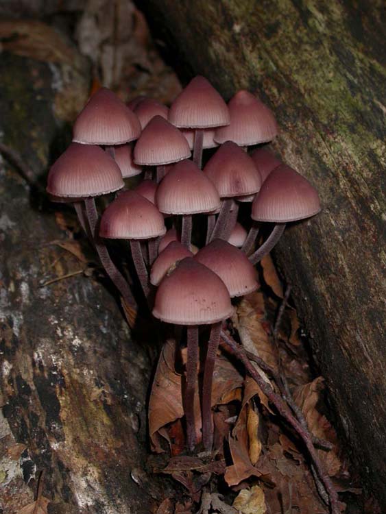 vari funghi da determinare