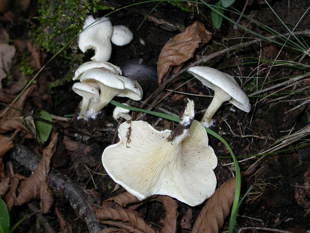 vari funghi da determinare