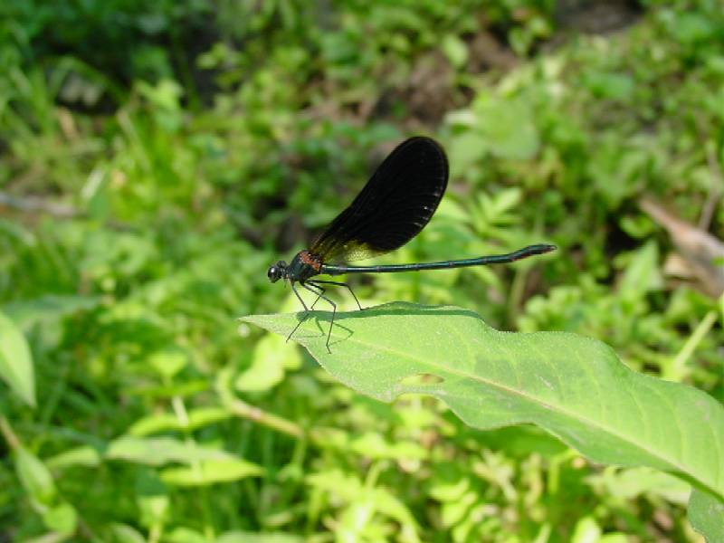 Calopteryx haemorrhoidalis