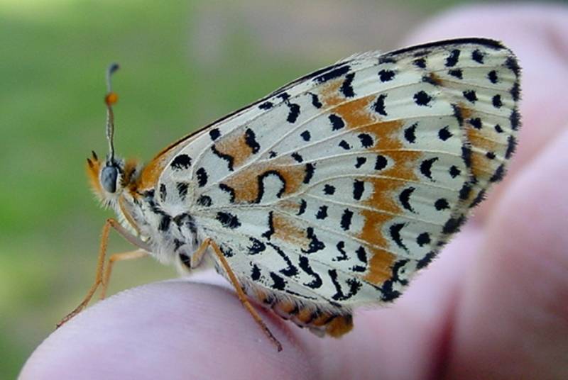 Melitaea didyma