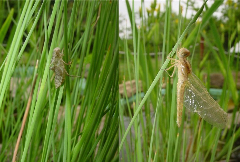 Prima e dopo: Crocothemis erythraea