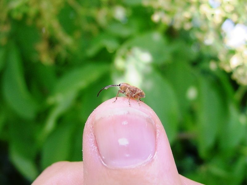 Curculio venosus?