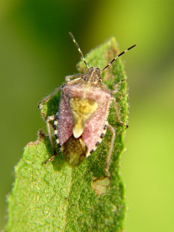 Emitteri: Eurydema oleracea e Dolycoris baccarum