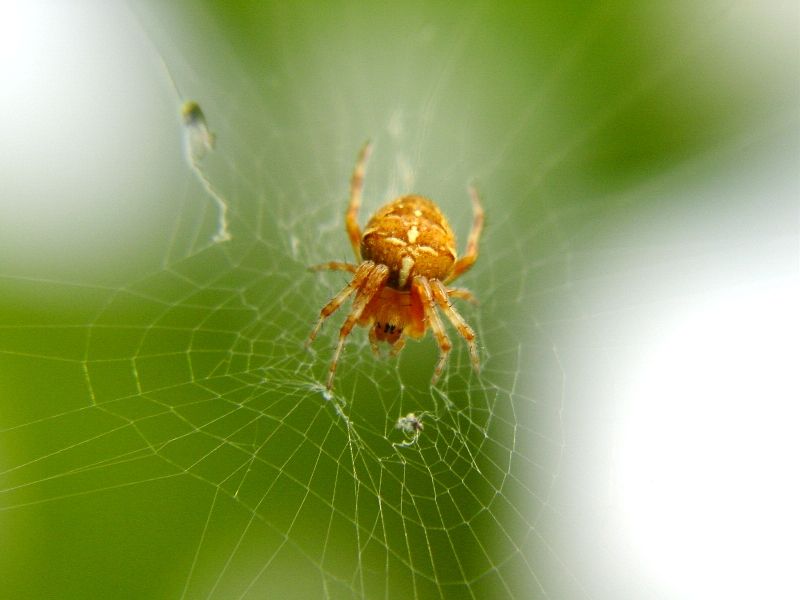 Araneus diadematus