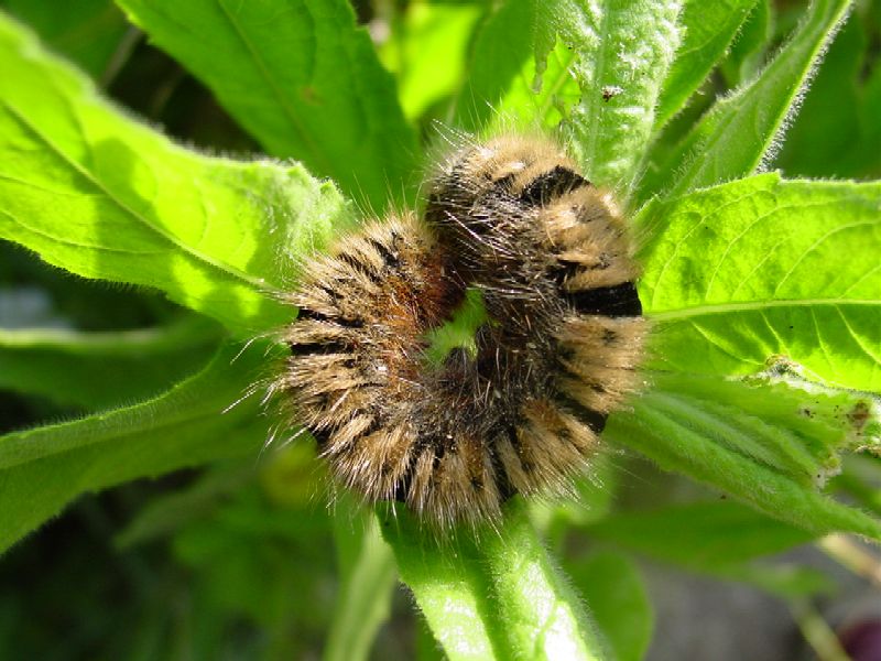 Bruco di Lasiocampa quercus