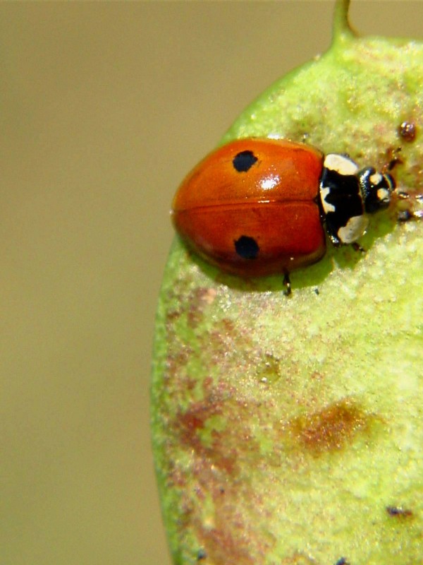 Coccinella con due punti (Adalia bipunctata)