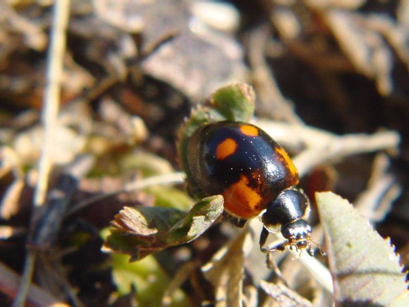 Adalia bipunctata