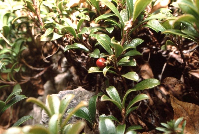 Arctostaphylos uva-ursi / Uva ursina