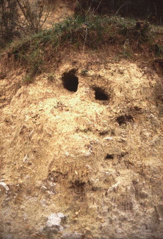 Merops apiaster: gruccione