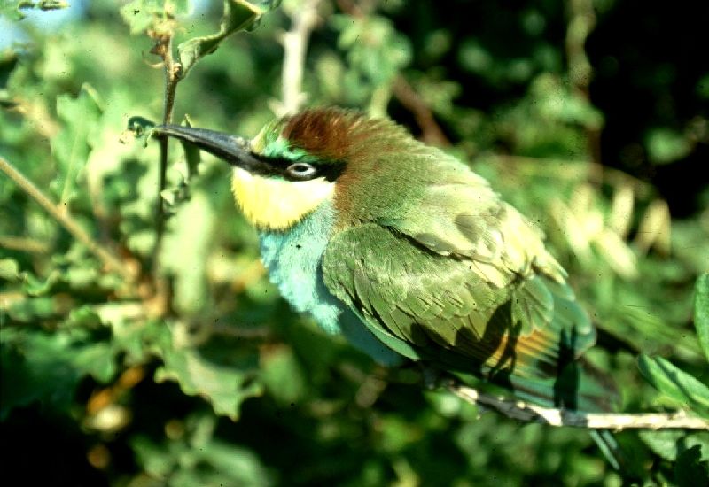 Merops apiaster: gruccione