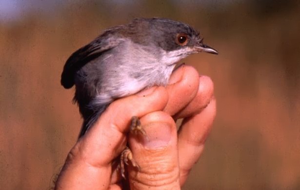 Occhiocotto - Sylvia melanocephala