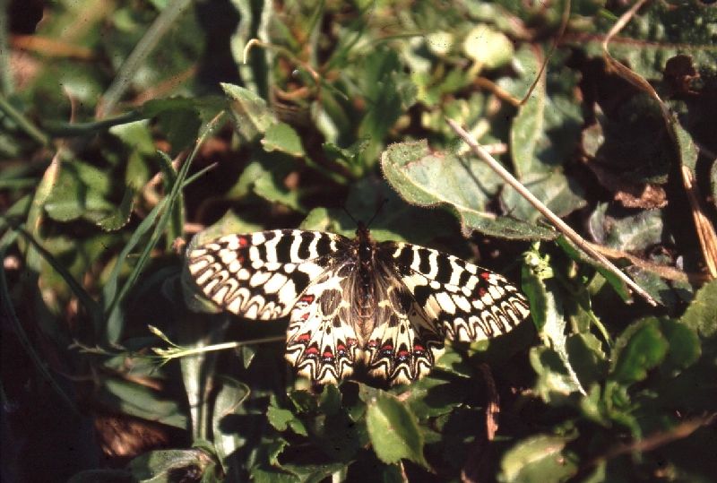 Zerynthia polyxena