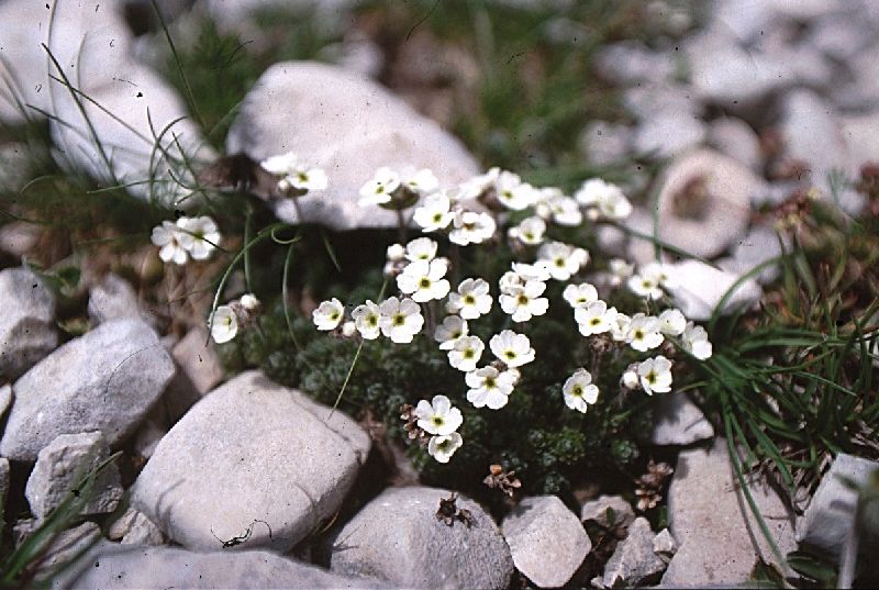 Androsace villosa