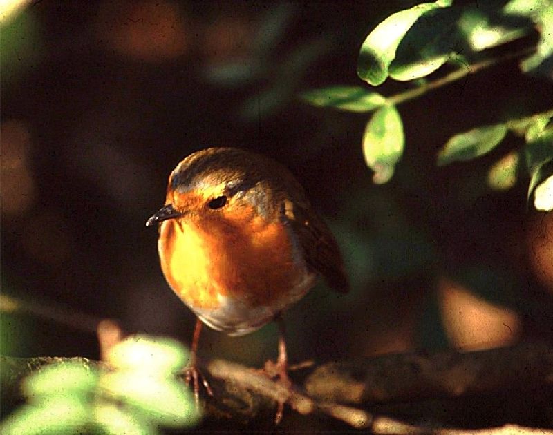 Erithacus rubecula: pettirosso