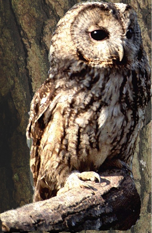 Strix aluco: allocco