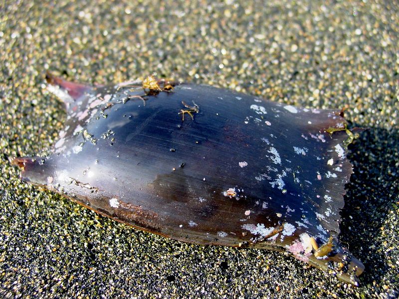 uova di razza raja sp.
