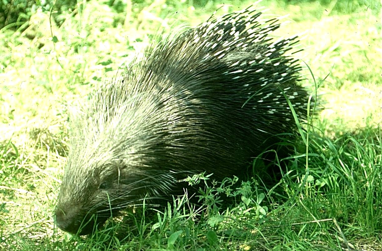 Hystrix cristata: istrice
