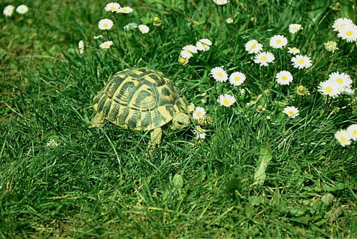 Testuggine terrestre