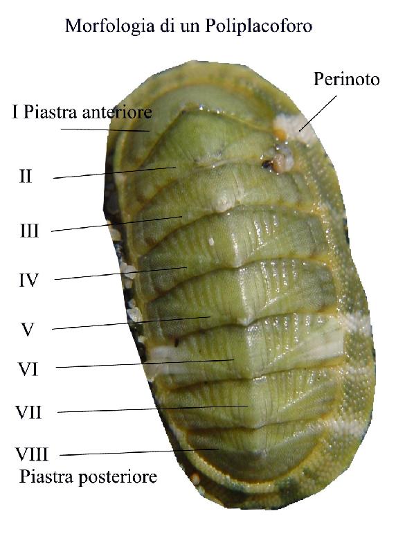 Cosa sapere sui molluschi prima di visionare le schede!!!!