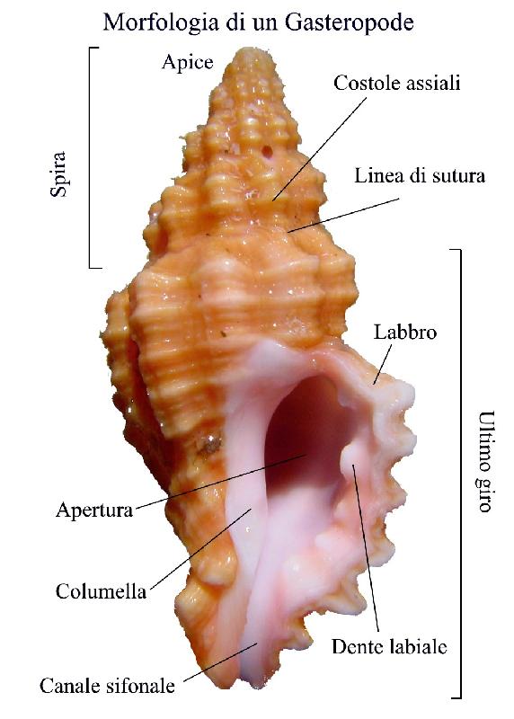 Cosa sapere sui molluschi prima di visionare le schede!!!!