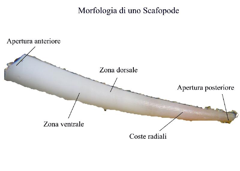 Cosa sapere sui molluschi prima di visionare le schede!!!!