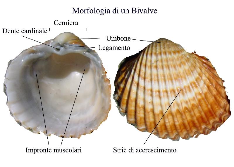 Cosa sapere sui molluschi prima di visionare le schede!!!!