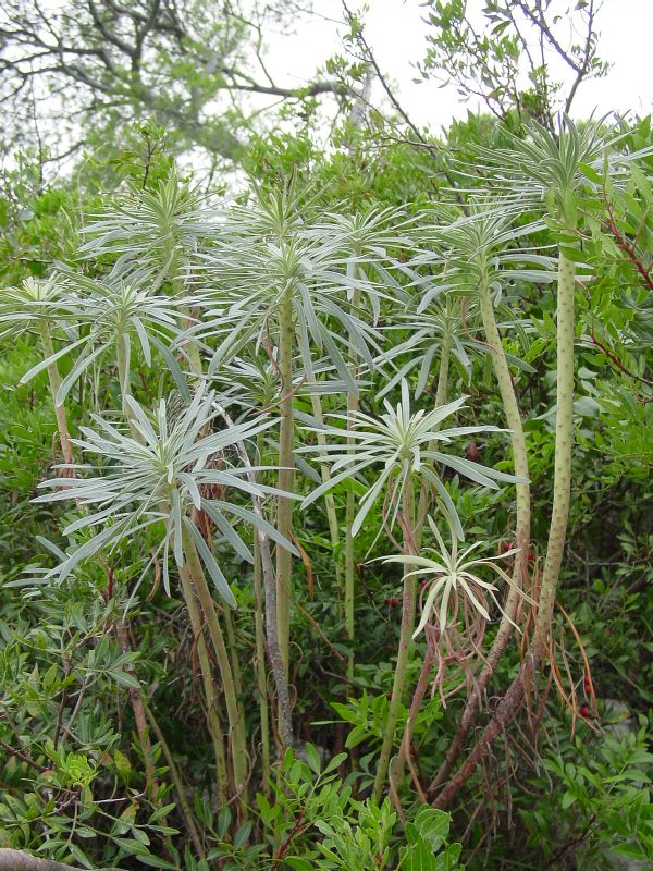 Euphorbia characias