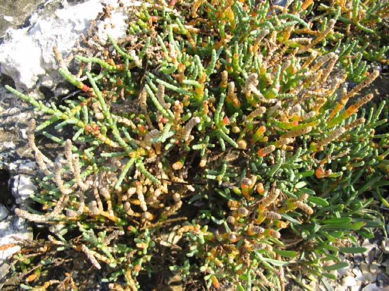 Salicornia fruticosa?