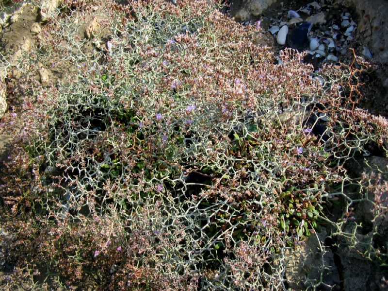 Limonium sp.