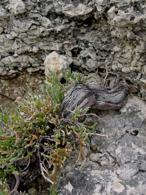 Salicornia fruticosa?