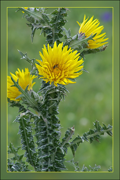 Scolymus maculatus