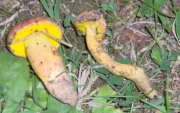 sull''Appennino di ritorno dal Trentino