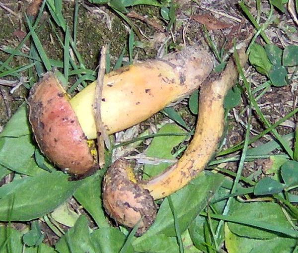sull''Appennino di ritorno dal Trentino