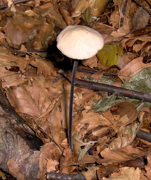 sull''Appennino di ritorno dal Trentino