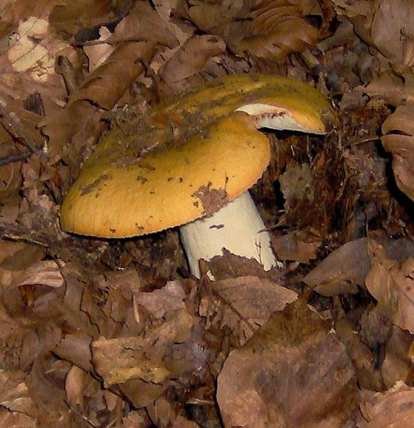 sull''Appennino di ritorno dal Trentino