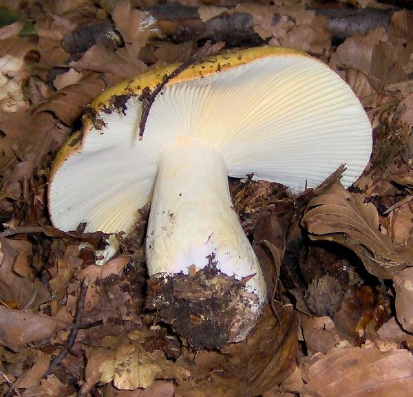 sull''Appennino di ritorno dal Trentino