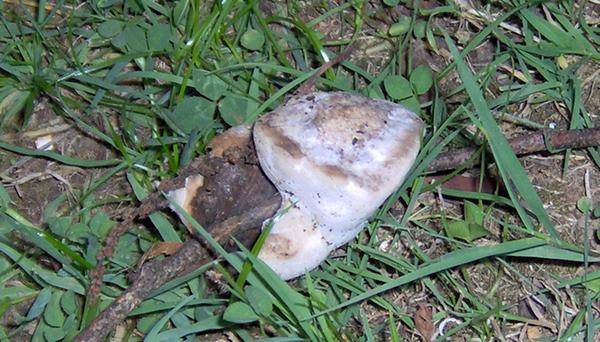 sull''Appennino di ritorno dal Trentino