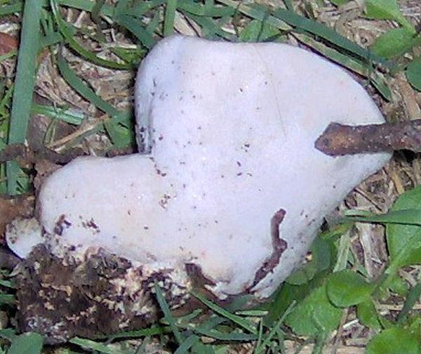 sull''Appennino di ritorno dal Trentino