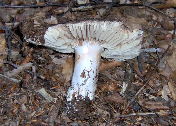 sull''Appennino di ritorno dal Trentino