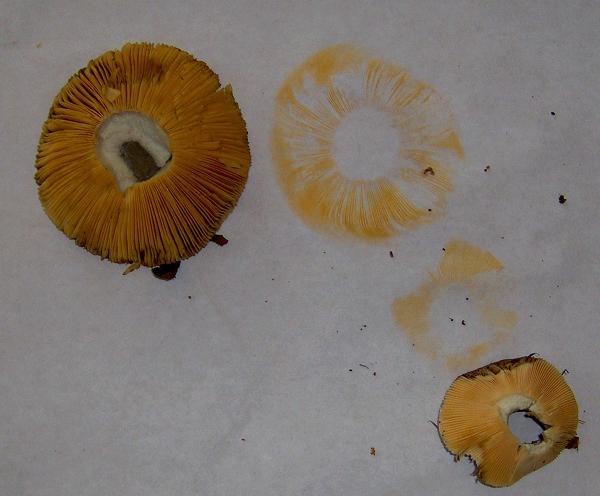sull''Appennino di ritorno dal Trentino