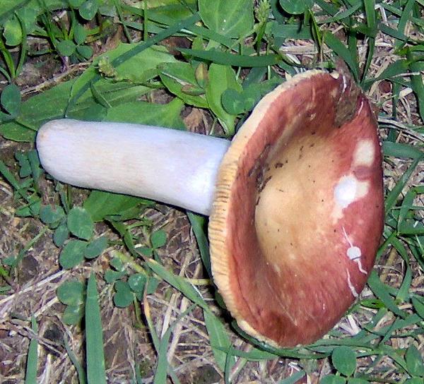 sull''Appennino di ritorno dal Trentino