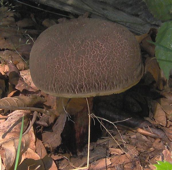 sull''Appennino di ritorno dal Trentino